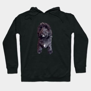 Cavapoo Cavoodle Cockapoo Cuteness Hoodie